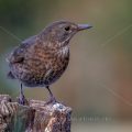 Amsel (Turdus merula) Weibchen