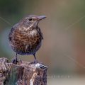 Amsel (Turdus merula) Weibchen