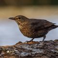 Amsel (Turdus merula) Weibchen