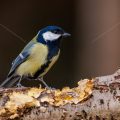 Kohlmeise (parus major)