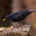 Amsel (Turdus merula) Männchen