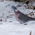 Ringeltaube (Columba palumbus)