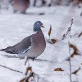Ringeltaube (Columba palumbus)