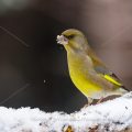 Grünfink (Carduelis chloris)