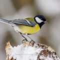 Kohlmeise (parus major)
