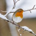 Rotkehlchen (Erithacus rubecula)
