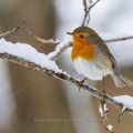 Rotkehlchen (Erithacus rubecula)