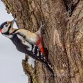 Buntspecht (Dendrocopos major) Männchen