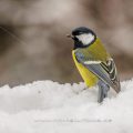 Kohlmeise (parus major)