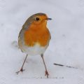 Rotkehlchen (Erithacus rubecula)