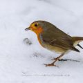 Rotkehlchen (Erithacus rubecula)