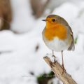 Rotkehlchen (Erithacus rubecula)