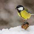 Kohlmeise (parus major)