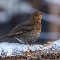 Amsel (Turdus merula) Weibchen