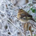 Buchfink (Fringilla coelebs) Weibchen
