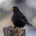 Amsel (Turdus merula) Männchen