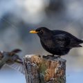 Amsel (Turdus merula) Männchen