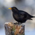 Amsel (Turdus merula) Männchen
