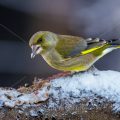 Grünfink (Carduelis chloris)