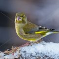 Grünfink (Carduelis chloris)