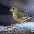 Grünfink (Carduelis chloris)