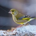 Grünfink (Carduelis chloris)