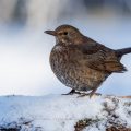Amsel (Turdus merula) Weibchen