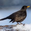 Amsel (Turdus merula) Männchen