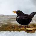 Amsel (Turdus merula) Männchen