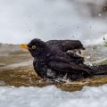 Amsel (Turdus merula) Männchen