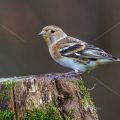 Bergfink (Fringilla montifringilla) Weibchen