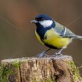 Kohlmeise (parus major)