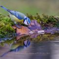 Blaumeise (Cyanistes caeruleus)
