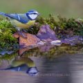 Blaumeise (Cyanistes caeruleus)