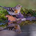 Bergfink (Fringilla montifringilla) Weibchen