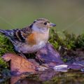 Bergfink (Fringilla montifringilla) Weibchen