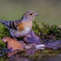 Bergfink (Fringilla montifringilla) Weibchen