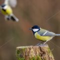 Kohlmeise (parus major)