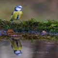 Blaumeise (Cyanistes caeruleus)