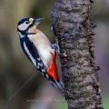 Buntspecht (Dendrocopos major) Männchen