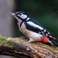 Buntspecht (Dendrocopos major) Weibchen