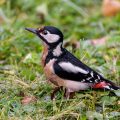 Buntspecht (Dendrocopos major) Weibchen