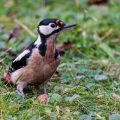 Buntspecht (Dendrocopos major) Weibchen