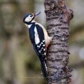 Buntspecht (Dendrocopos major) Weibchen