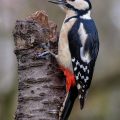 Buntspecht (Dendrocopos major) Weibchen