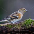 Bergfink (Fringilla montifringilla) Weibchen