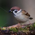 Feldsperling (Passer montanus)