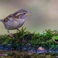 Haussperling (Passer domesticus) Weibchen