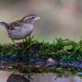 Haussperling (Passer domesticus) Weibchen