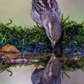 Haussperling (Passer domesticus) Weibchen